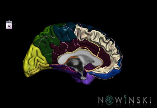 G8.T3.2-6 6.12-13.4-15.3.V7.C2.L0.Cerebrum-No medial frontal gyrus left-WM-Intracranial arteries
