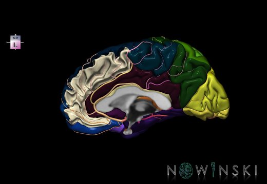 G8.T3.3-6 6.12-13.4-15.4.V8.C2.L0.Cerebrum-No medial frontal gyrus right-WM-Intracranial arteries