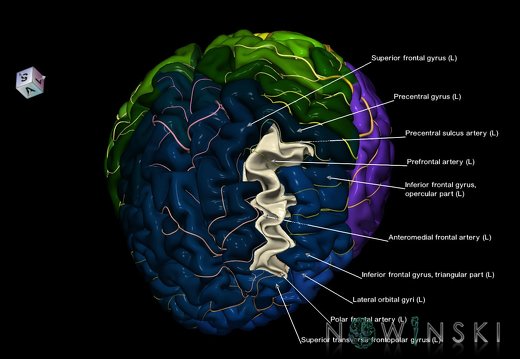 G8.T3.1-6 6.13-13.4-15.2.V7.C2.L1.Cerebrum-No middle frontal gyrus left-WM-Intracranial arteries