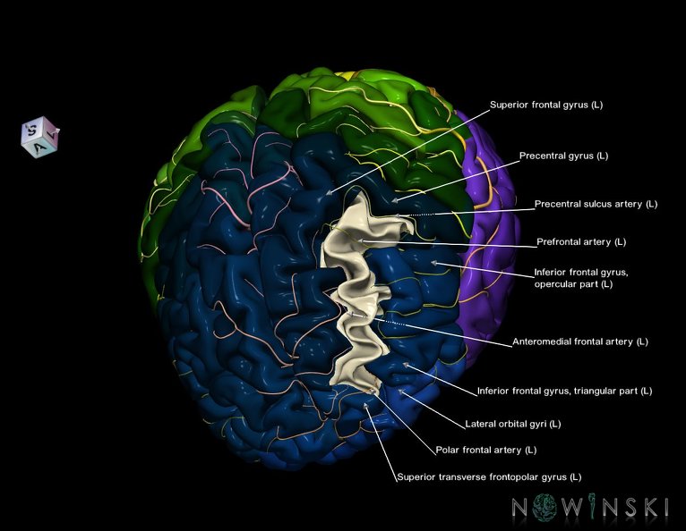 G8.T3.1-6_6.13-13.4-15.2.V7.C2.L1.Cerebrum-No_middle_frontal_gyrus_left-WM-Intracranial_arteries.tiff