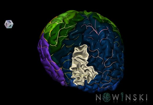 G8.T3.1-6 6.13-13.4-15.2.V8.C2.L0.Cerebrum-No middle frontal gyrus right-WM-Intracranial arteries