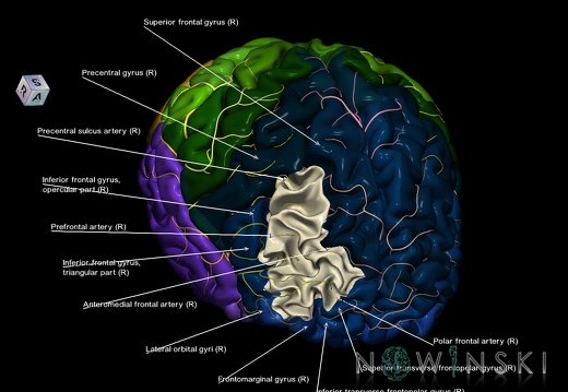 G8.T3.1-6 6.13-13.4-15.2.V8.C2.L1.Cerebrum-No middle frontal gyrus right-WM-Intracranial arteries
