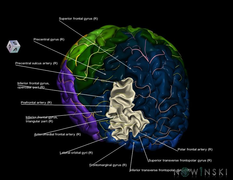 G8.T3.1-6_6.13-13.4-15.2.V8.C2.L1.Cerebrum-No_middle_frontal_gyrus_right-WM-Intracranial_arteries.tiff