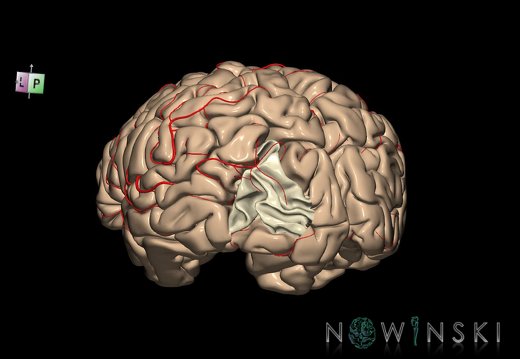 G8.T3.1-6 6.14-13.4-15.2.V7.C1.L0.Cerebrum-No mid occipital gyrus left-WM-Intracranial arteries