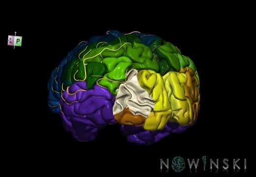 G8.T3.1-6 6.14-13.4-15.2.V7.C2.L0.Cerebrum-No mid occipital gyrus left-WM-Intracranial arteries