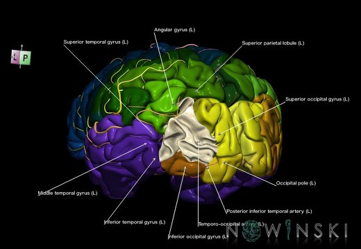 G8T3-6 6.14-13.4-15.CerebrumNoMiddleOccipitalGyrusWhiteMatterIntracranialArteries