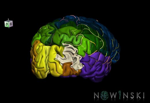 G8.T3.1-6 6.14-13.4-15.2.V8.C2.L0.Cerebrum-No mid occipital gyrus right-WM-Intracranial arteries