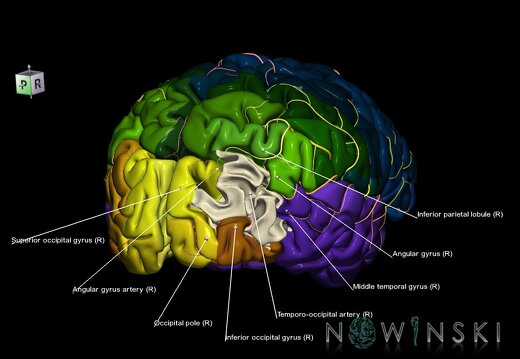 G8.T3.1-6 6.14-13.4-15.2.V8.C2.L1.Cerebrum-No mid occipital gyrus right-WM-Intracranial arteries