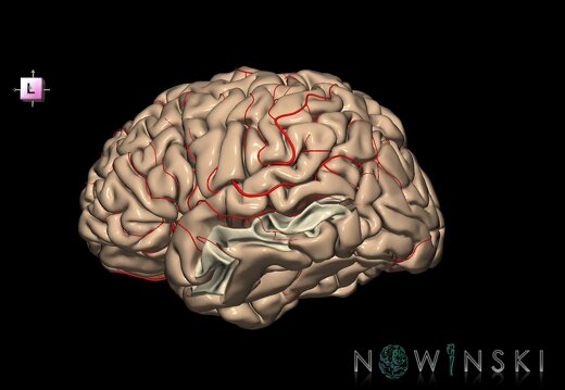 G8.T3.1-6 6.15-13.4-15.2.V7.C1.L0.Cerebrum-No mid temporal gyrus left-WM-Intracranial arteries