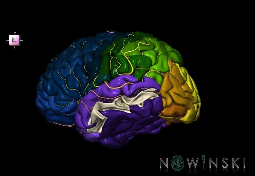 G8.T3.1-6 6.15-13.4-15.2.V7.C2.L0.Cerebrum-No mid temporal gyrus left-WM-Intracranial arteries