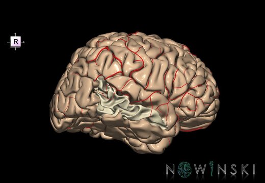 G8.T3.1-6 6.15-13.4-15.2.V8.C1.L0.Cerebrum-No mid temporal gyrus right-WM-Intracranial arteries