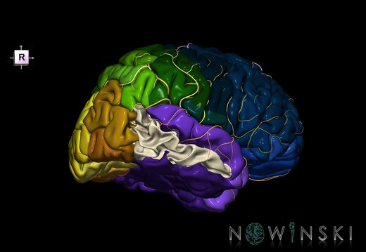 G8.T3.1-6 6.15-13.4-15.2.V8.C2.L0.Cerebrum-No mid temporal gyrus right-WM-Intracranial arteries