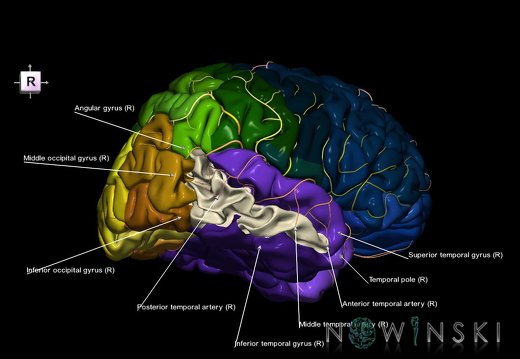 G8.T3.1-6 6.15-13.4-15.2.V8.C2.L1.Cerebrum-No mid temporal gyrus right-WM-Intracranial arteries
