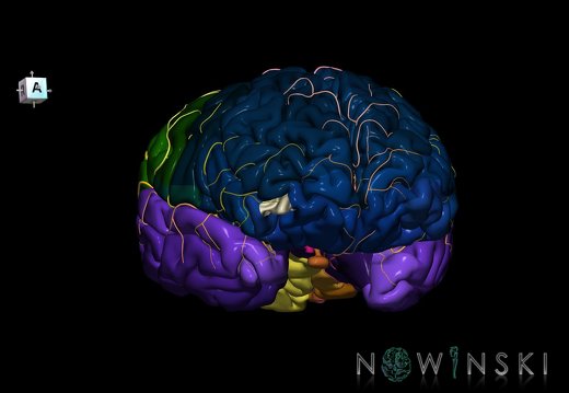 G8.T3.1-6 6.16.1-13.4-15.2.V7.C2.L0.Cerebrum-No ant orbital gyri left-WM-Intracranial arteries