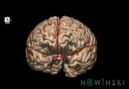 G8.T3.1-6 6.16.1-13.4-15.2.V8.C1.L0.Cerebrum-No ant orbital gyri right-WM-Intracranial arteries