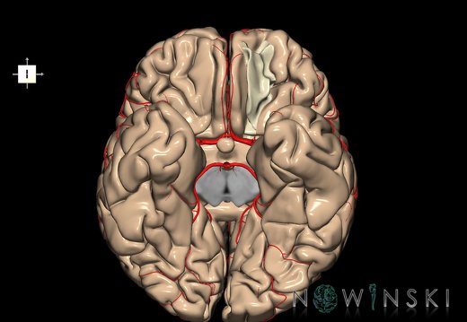 G8.T3.1-6 6.16.3-13.4-15.2.V7.C1.L0.Cerebrum-No med orbital gyri left-WM-Intracranial arteries