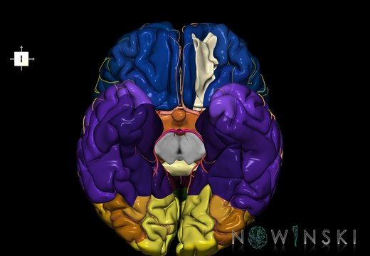 G8.T3.1-6 6.16.3-13.4-15.2.V7.C2.L0.Cerebrum-No med orbital gyri left-WM-Intracranial arteries