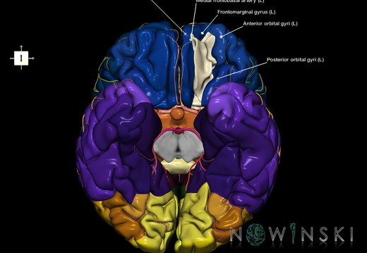 G8.T3.1-6 6.16.3-13.4-15.2.V7.C2.L1.Cerebrum-No med orbital gyri left-WM-Intracranial arteries