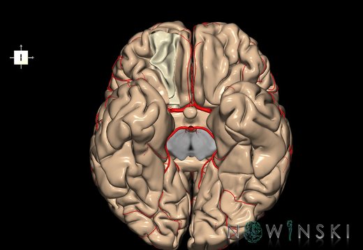 G8.T3.1-6 6.16.3-13.4-15.2.V8.C1.L0.Cerebrum-No med orbital gyri right-WM-Intracranial arteries