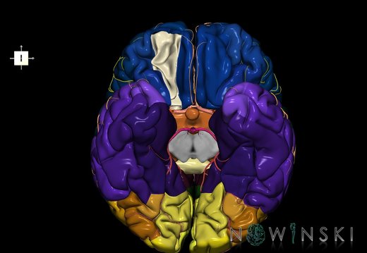 G8.T3.1-6 6.16.3-13.4-15.2.V8.C2.L0.Cerebrum-No med orbital gyri right-WM-Intracranial arteries