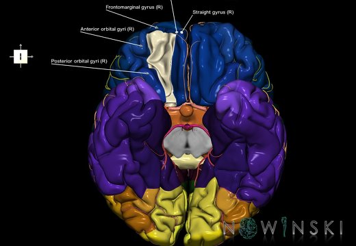 G8.T3.1-6 6.16.3-13.4-15.2.V8.C2.L1.Cerebrum-No med orbital gyri right-WM-Intracranial arteries