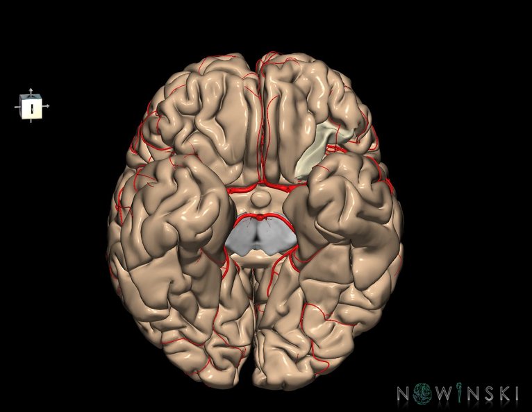 G8.T3.1-6_6.16.4-13.4-15.2.V7.C1.L0.Cerebrum-No_post_orbital_gyri_left-WM-Intracranial_arteries.tiff