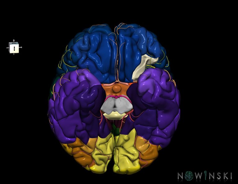 G8.T3.1-6_6.16.4-13.4-15.2.V7.C2.L0.Cerebrum-No_post_orbital_gyri_left-WM-Intracranial_arteries.tiff