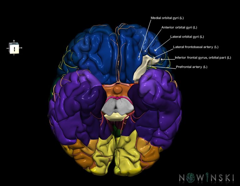 G8.T3.1-6_6.16.4-13.4-15.2.V7.C2.L1.Cerebrum-No_post_orbital_gyri_left-WM-Intracranial_arteries.tiff