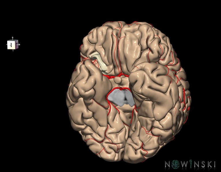 G8.T3.1-6_6.16.4-13.4-15.2.V8.C1.L0.Cerebrum-No_post_orbital_gyri_right-WM-Intracranial_arteries.tiff
