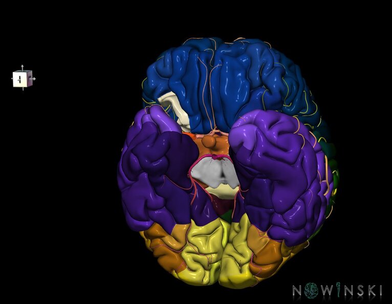 G8.T3.1-6_6.16.4-13.4-15.2.V8.C2.L0.Cerebrum-No_post_orbital_gyri_right-WM-Intracranial_arteries.tiff
