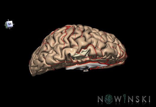 G8.T3.2-6 6.17-13.4-15.3.V7.C1.L0.Cerebrum-No paracentral lobule left-WM-Intracranial arteries
