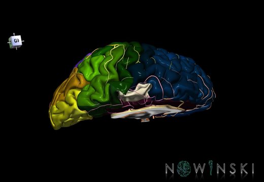 G8.T3.2-6 6.17-13.4-15.3.V7.C2.L0.Cerebrum-No paracentral lobule left-WM-Intracranial arteries