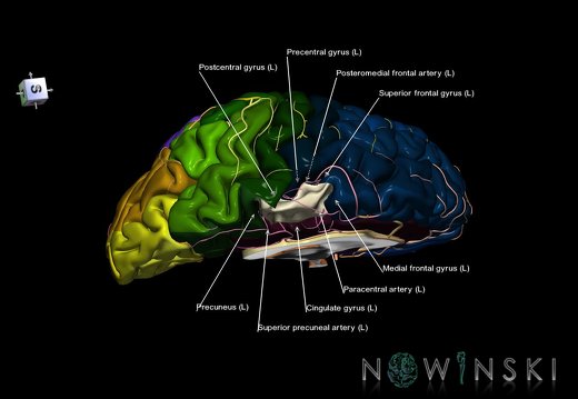 G8.T3.2-6 6.17-13.4-15.3.V7.C2.L1.Cerebrum-No paracentral lobule left-WM-Intracranial arteries