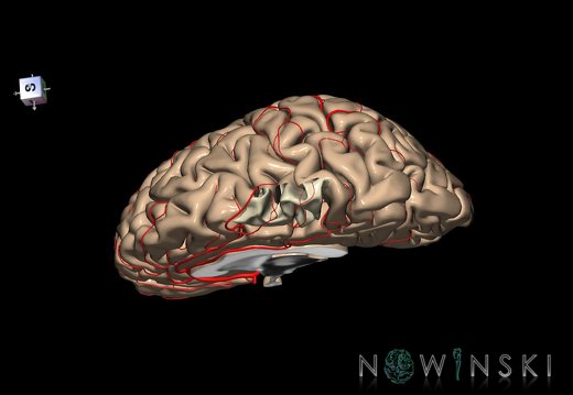 G8.T3.3-6 6.17-13.4-15.4.V8.C1.L0.Cerebrum-No paracentral lobule right-WM-Intracranial arteries