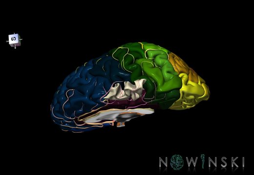G8.T3.3-6 6.17-13.4-15.4.V8.C2.L0.Cerebrum-No paracentral lobule right-WM-Intracranial arteries