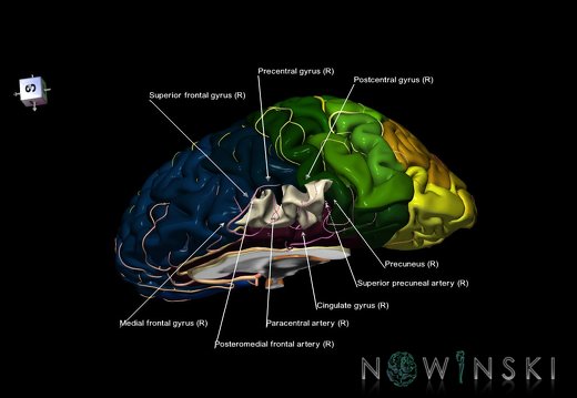 G8.T3.3-6 6.17-13.4-15.4.V8.C2.L1.Cerebrum-No paracentral lobule right-WM-Intracranial arteries
