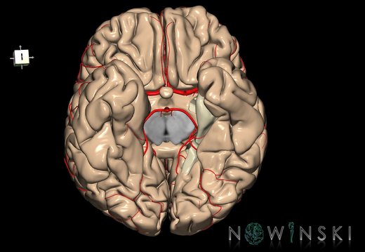 G8.T3.1-6 6.18-13.4-15.2.V7.C1.L0.Cerebrum-No parahippocampal gyrus left-WM-Intracranial arteries