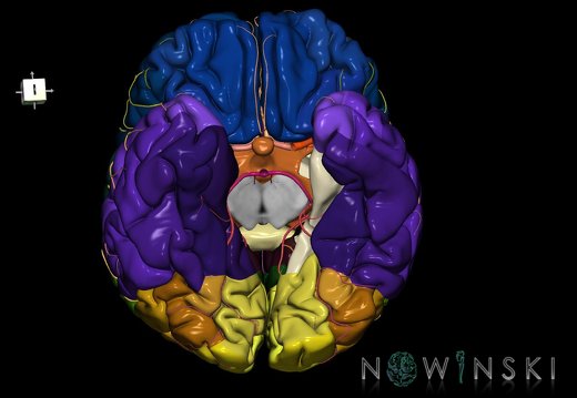 G8.T3.1-6 6.18-13.4-15.2.V7.C2.L0.Cerebrum-No parahippocampal gyrus left-WM-Intracranial arteries