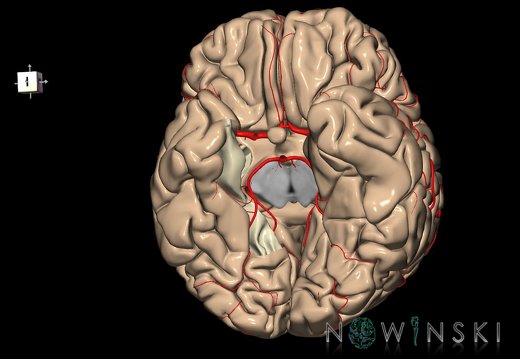 G8.T3.1-6 6.18-13.4-15.2.V8.C1.L0.Cerebrum-No parahippocampal gyrus right-WM-Intracranial arteries