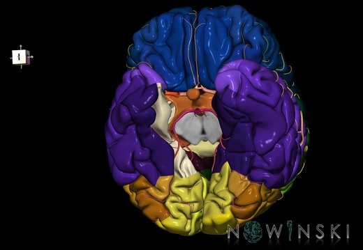 G8.T3.1-6 6.18-13.4-15.2.V8.C2.L0.Cerebrum-No parahippocampal gyrus right-WM-Intracranial arteries