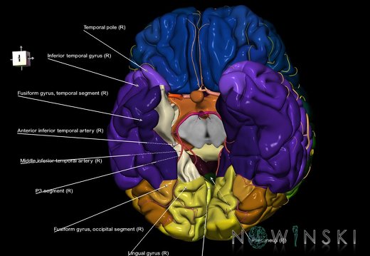 G8.T3.1-6 6.18-13.4-15.2.V8.C2.L1.Cerebrum-No parahippocampal gyrus right-WM-Intracranial arteries