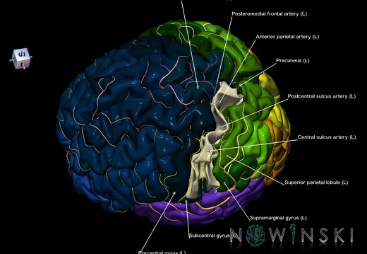 G8.T3.1-6 6.19-13.4-15.2.V7.C2.L1.Cerebrum-No postcentral gyrus left-WM-Intracranial arteries