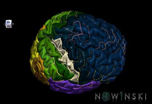 G8.T3.1-6 6.19-13.4-15.2.V8.C2.L0.Cerebrum-No postcentral gyrus right-WM-Intracranial arteries