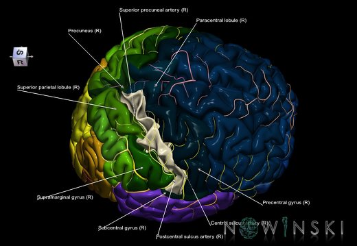 G8.T3.1-6 6.19-13.4-15.2.V8.C2.L1.Cerebrum-No postcentral gyrus right-WM-Intracranial arteries