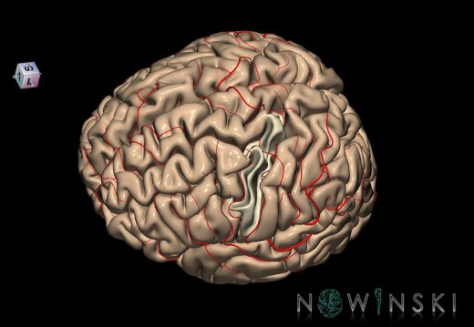 G8.T3.1-6 6.20-13.4-15.2.V7.C1.L0.Cerebrum-No precentral gyrus left-WM-Intracranial arteries