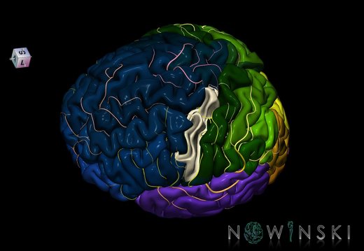 G8.T3.1-6 6.20-13.4-15.2.V7.C2.L0.Cerebrum-No precentral gyrus left-WM-Intracranial arteries