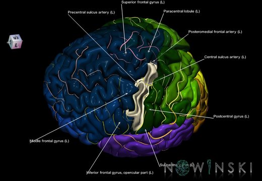 G8.T3.1-6 6.20-13.4-15.2.V7.C2.L1.Cerebrum-No precentral gyrus left-WM-Intracranial arteries