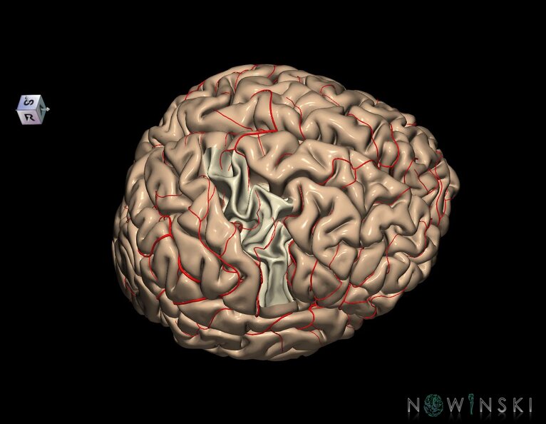G8.T3.1-6_6.20-13.4-15.2.V8.C1.L0.Cerebrum-No_precentral_gyrus_right-WM-Intracranial_arteries.tiff