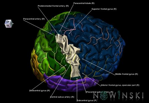G8.T3.1-6 6.20-13.4-15.2.V8.C2.L1.Cerebrum-No precentral gyrus right-WM-Intracranial arteries