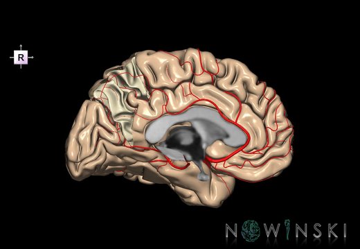 G8.T3.2-6 6.21-13.4-15.3.V4.C1.L0.Cerebrum-No precuneus left-White matter-Intracranial arteries
